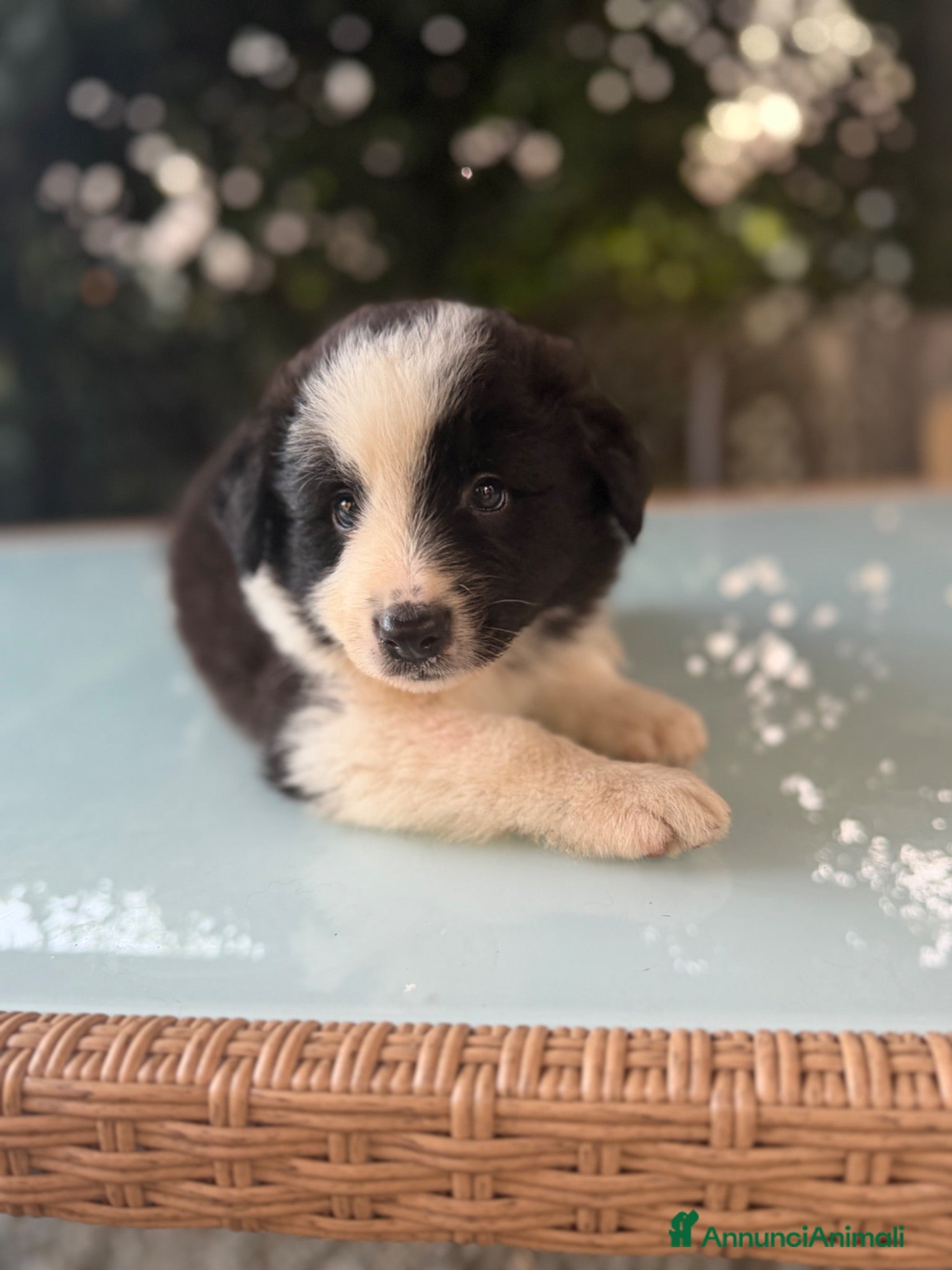 Border Collie cani Cuccioli di border collie  - Annuncio 1