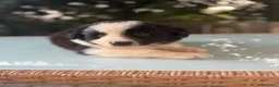 Border Collie cani in vendita: Cuccioli di border collie  - Annuncio 1