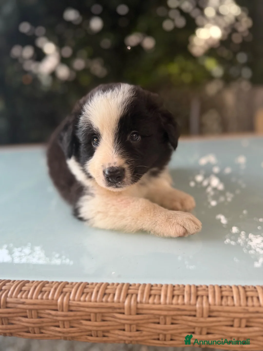 Border Collie cani in vendita: Cuccioli di border collie  - Annuncio 1
