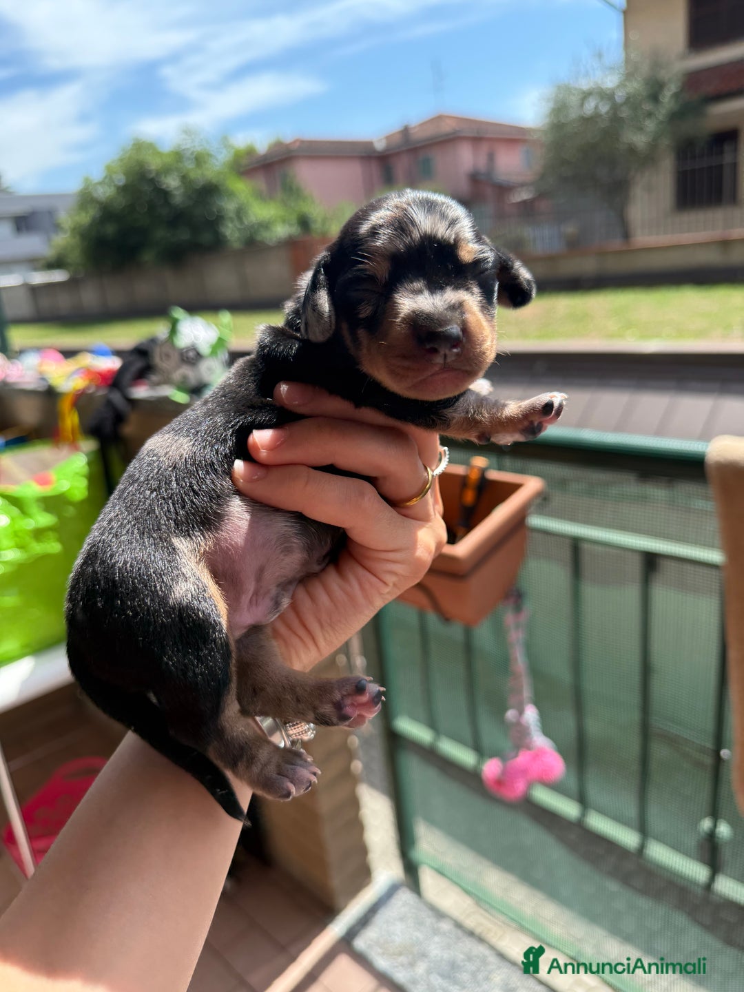 Bassotto cani in vendita: bassotto a Città metropolitana di Milano - Immagine 3