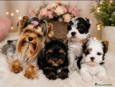 Yorkshire cani Adorabili Yorkshire Terrier maschi - Annuncio 2