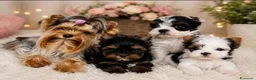 Yorkshire cani in vendita: Adorabili Yorkshire Terrier maschi - Annuncio 1