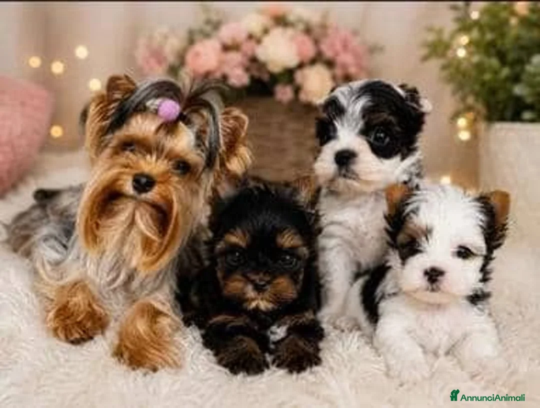Yorkshire cani in vendita: Adorabili Yorkshire Terrier maschi - Annuncio 1