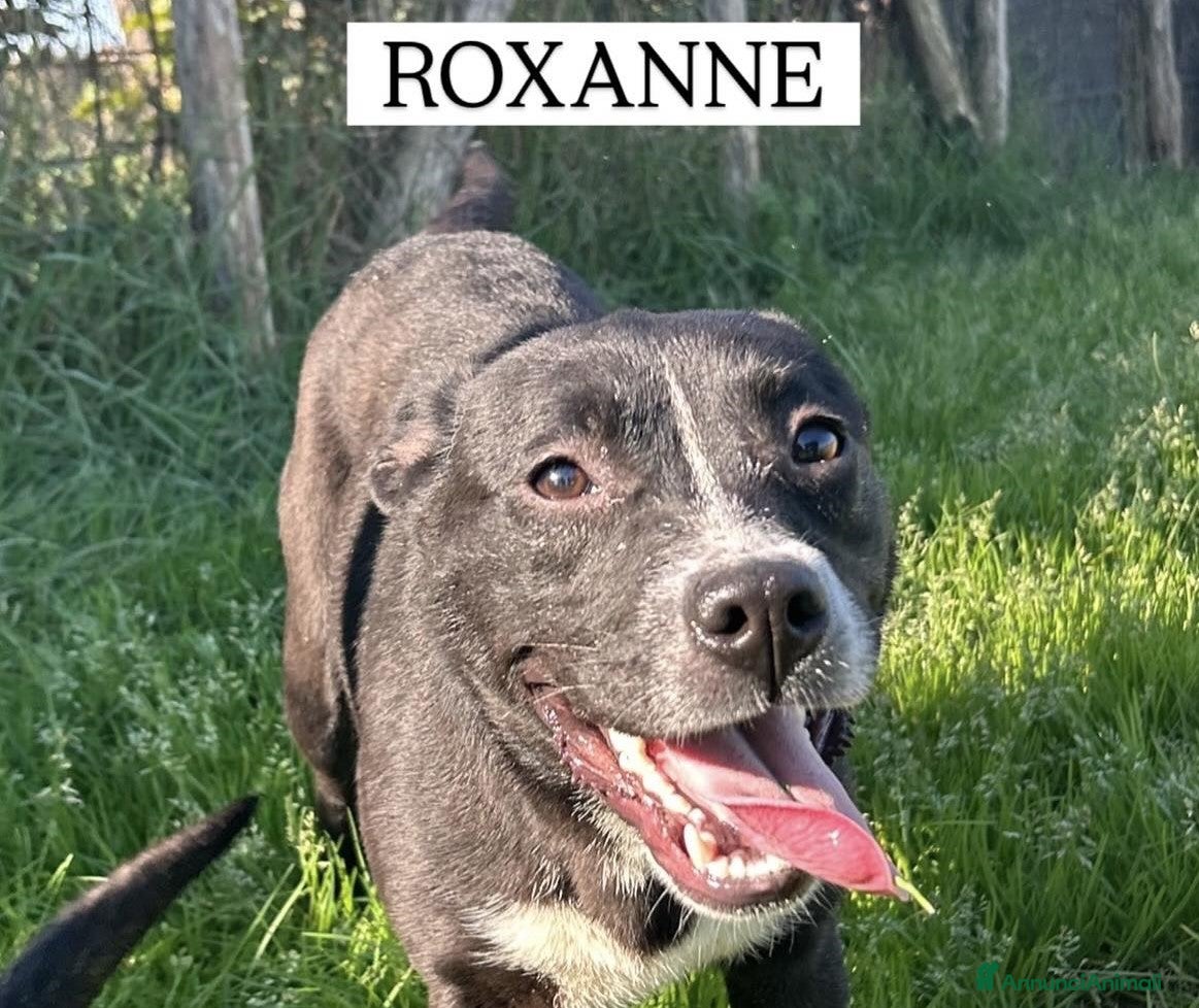 Meticcio cani ROXANNE, cucciolandia - Annuncio 3