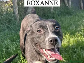 Meticcio cani ROXANNE, cucciolandia - Annuncio 7
