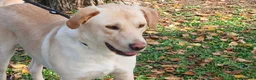 Meticcio cani in regalo: CESARE INC. LABRADOR TI STA ASPETTANDO - Annuncio 1