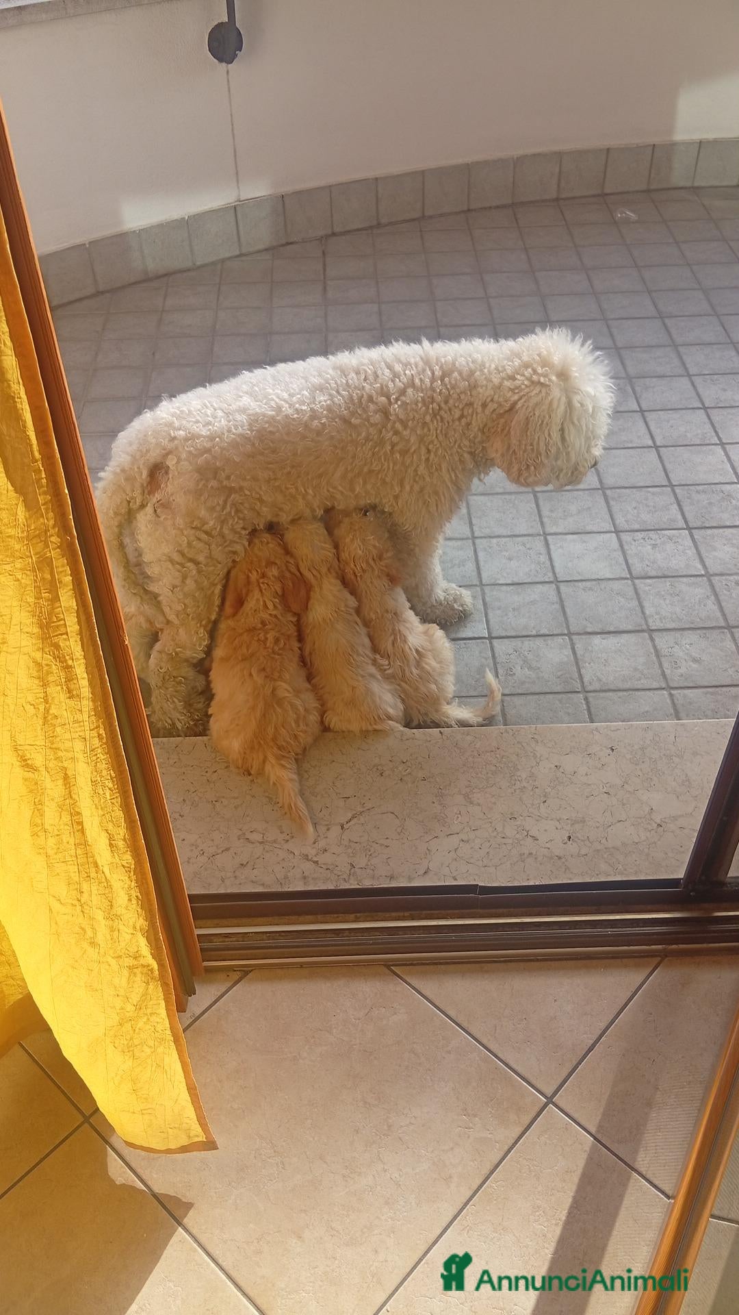 Lagotto cani in vendita: Lagotto Romagnolo Vendo  - Annuncio 1