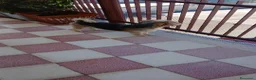 Meticcio cani in regalo: Razza Monkie a Provincia di Chieti - Annuncio 7