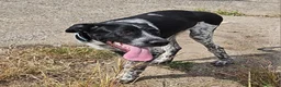 Meticcio cani in regalo: YUKI CUCCIOLO MIX SETTERINO  a Provincia di Varese - Annuncio 2