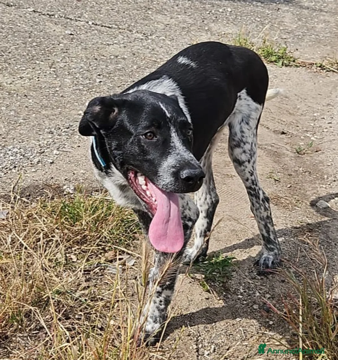 Meticcio cani in regalo: YUKI CUCCIOLO MIX SETTERINO  a Provincia di Varese - Annuncio 2