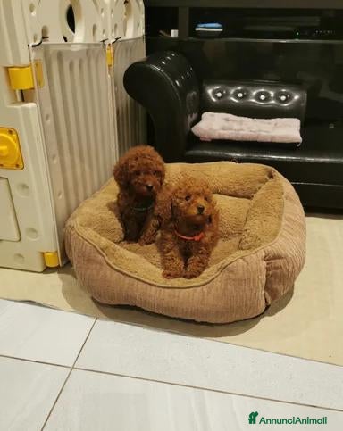 Barboncino Toy cani Adorabili cuccioli di barboncino toy - Annuncio 34