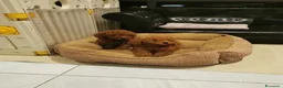 Barboncino Toy cani in vendita: Adorabili cuccioli di barboncino toy - Annuncio 1