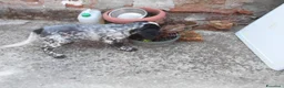 Setter Inglese cani in vendita: CUCCIOLO SETTER INGLESE - Annuncio 4