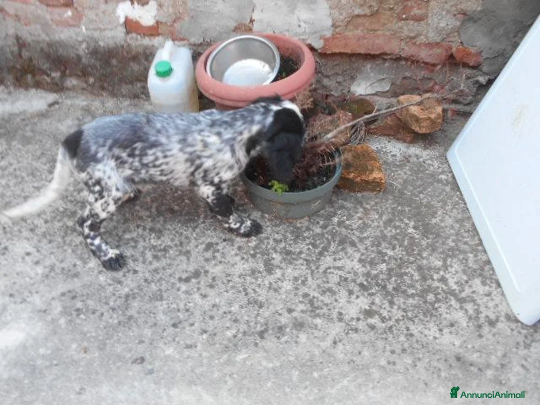 Setter Inglese cani in vendita: CUCCIOLO SETTER INGLESE - Annuncio 4