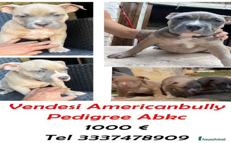 American Bully cani a Provincia di Brindisi - Annuncio 1