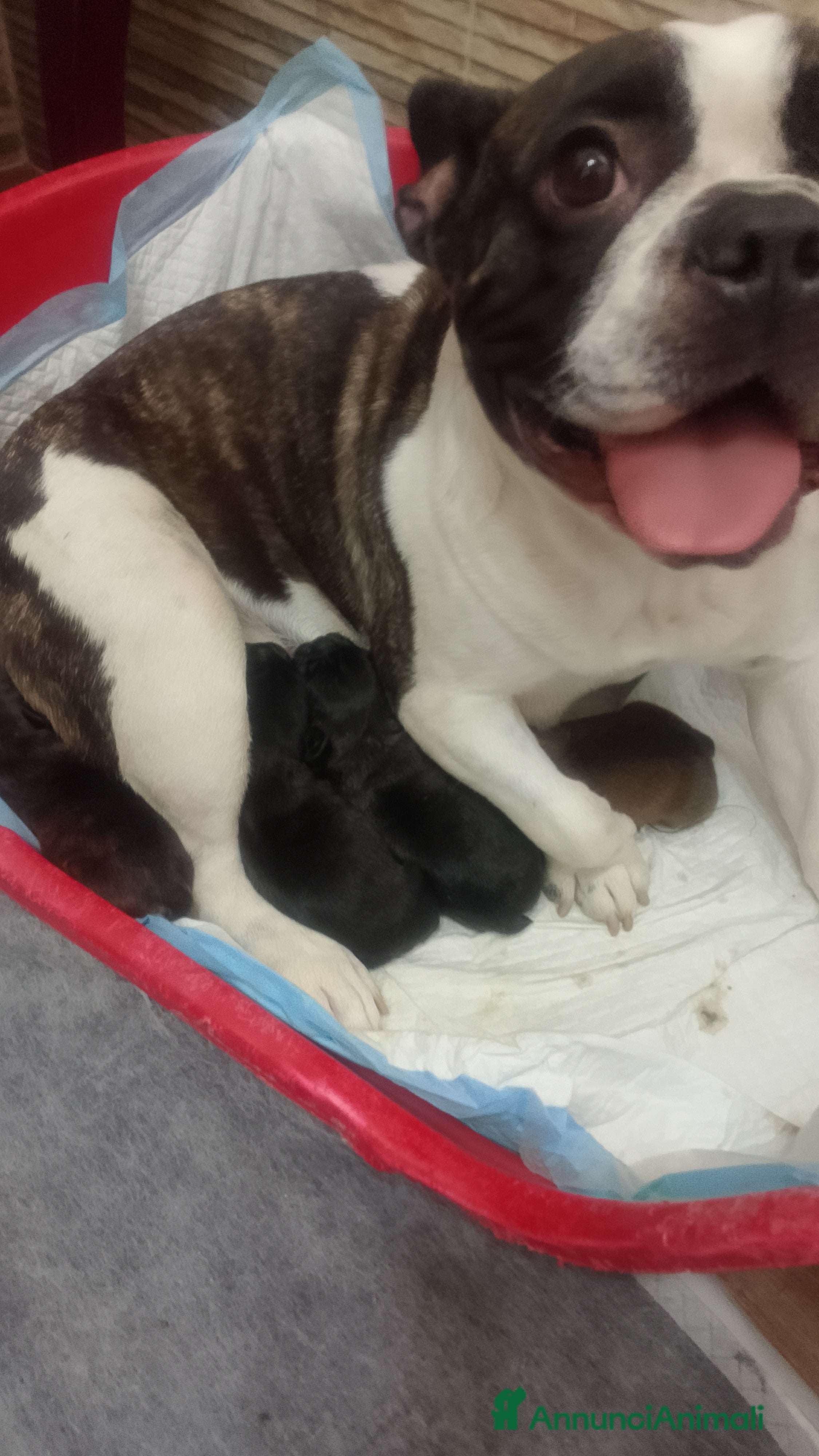 Bulldog Francese cani Bulldog francese  - Annuncio 17