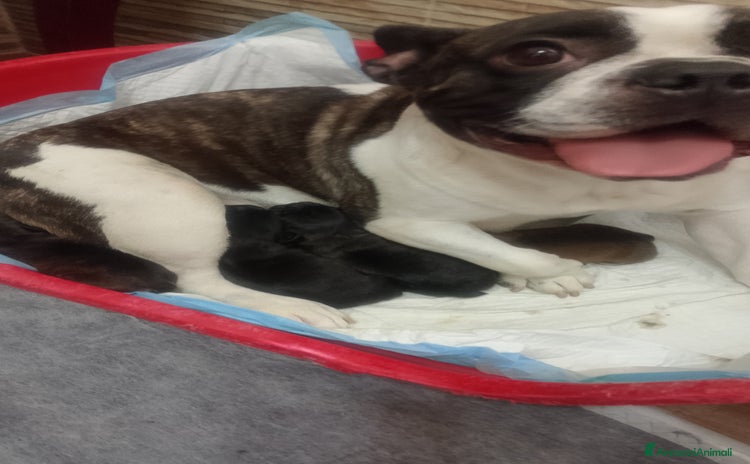 Bulldog Francese cani - Annuncio 4