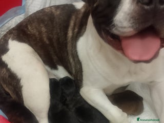 Bulldog Francese cani - Annuncio 9