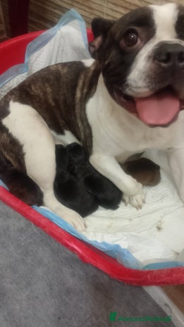 Bulldog Francese cani - Annuncio 4
