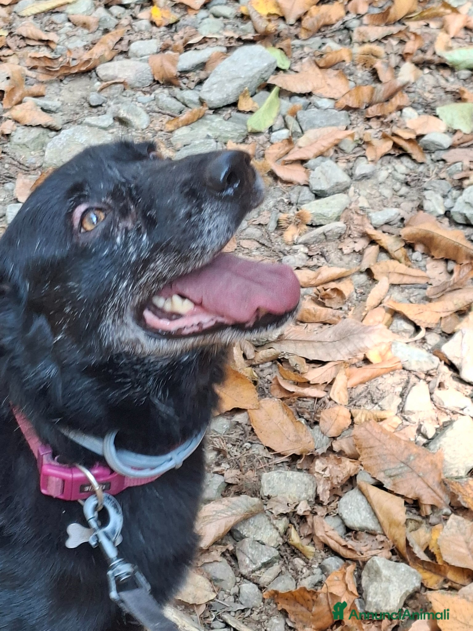 Meticcio cani cagnolina in adozione  - Annuncio 2