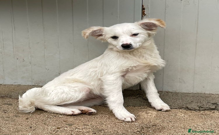 Meticcio cani a Città metropolitana di Milano - Annuncio 20