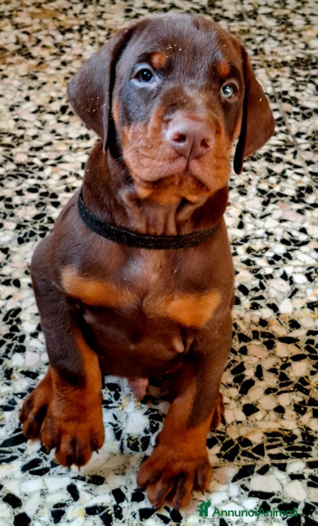 Dobermann cani in vendita: Cuccioli Dobermann  - Annuncio 5