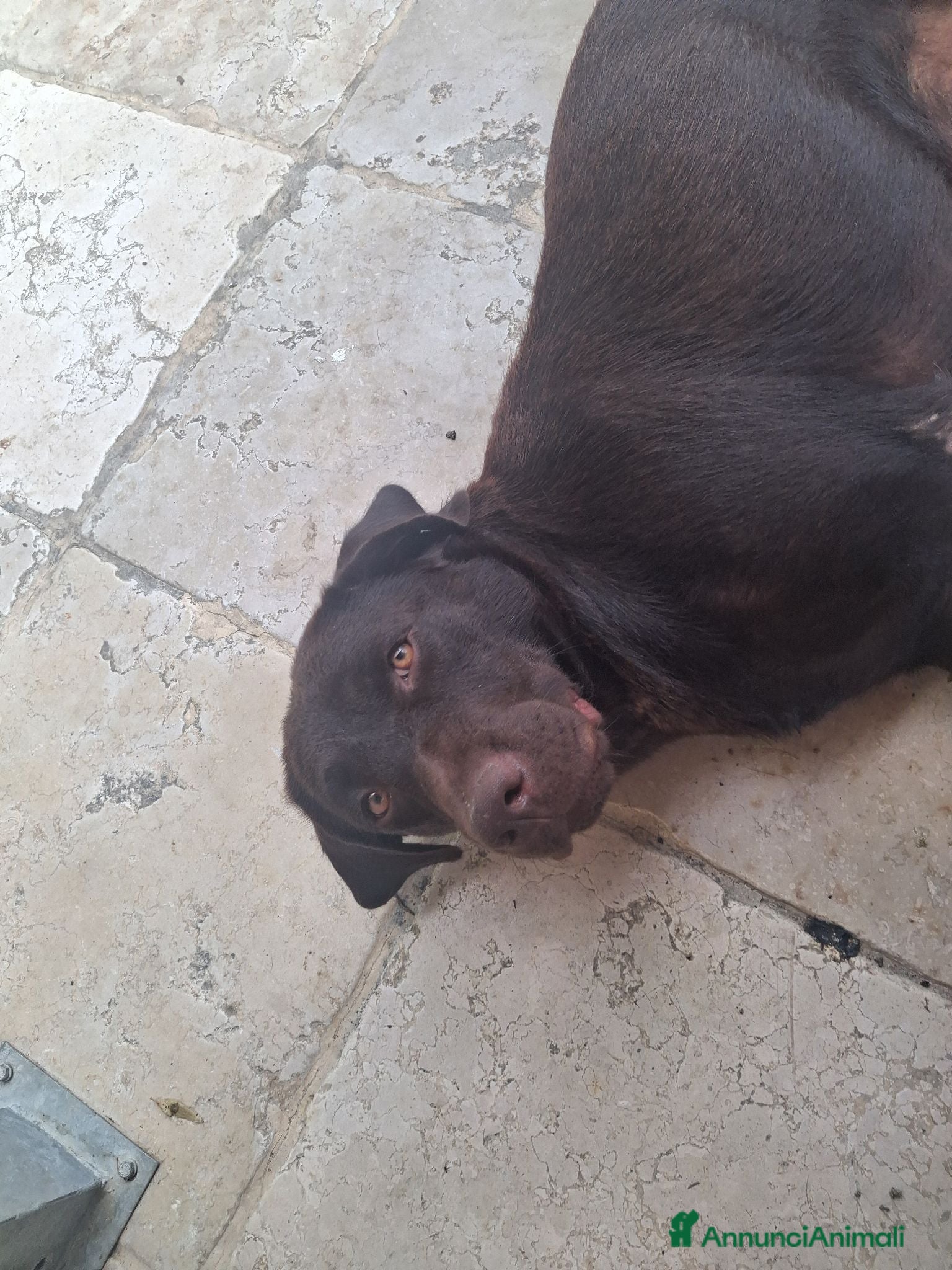 Labrador cani Cedo labrador total black - Annuncio 1