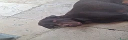 Labrador cani in vendita: Cedo labrador total black a Provincia di Macerata - Annuncio 1