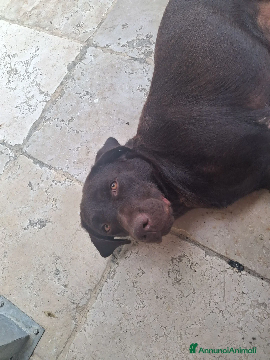 Labrador cani in vendita: Cedo labrador total black a Provincia di Macerata - Annuncio 1