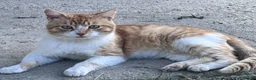 Europeo gatti in regalo: Mango. Gatto cerca la sua famiglia. - Annuncio 1