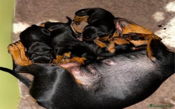 Pinscher Miniatura cani in vendita: Pinscher nano  a Voghera - Immagine 3
