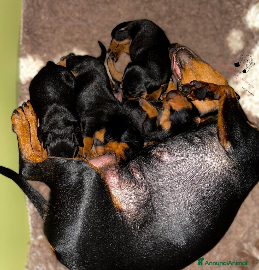 Pinscher Miniatura cani in vendita: Pinscher nano  a Voghera - Immagine 3