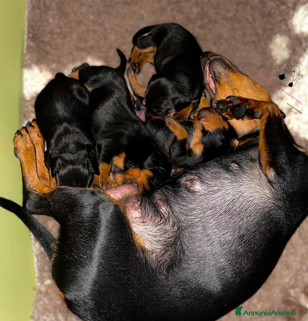 Pinscher Miniatura cani in vendita: Pinscher nano  a Voghera - Annuncio 3
