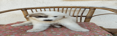 Cane da Montagna dei Pirenei 3