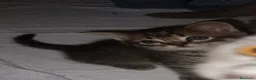 Scottish gatti in vendita: Cuccioli scottish/Maine coon - Annuncio 2