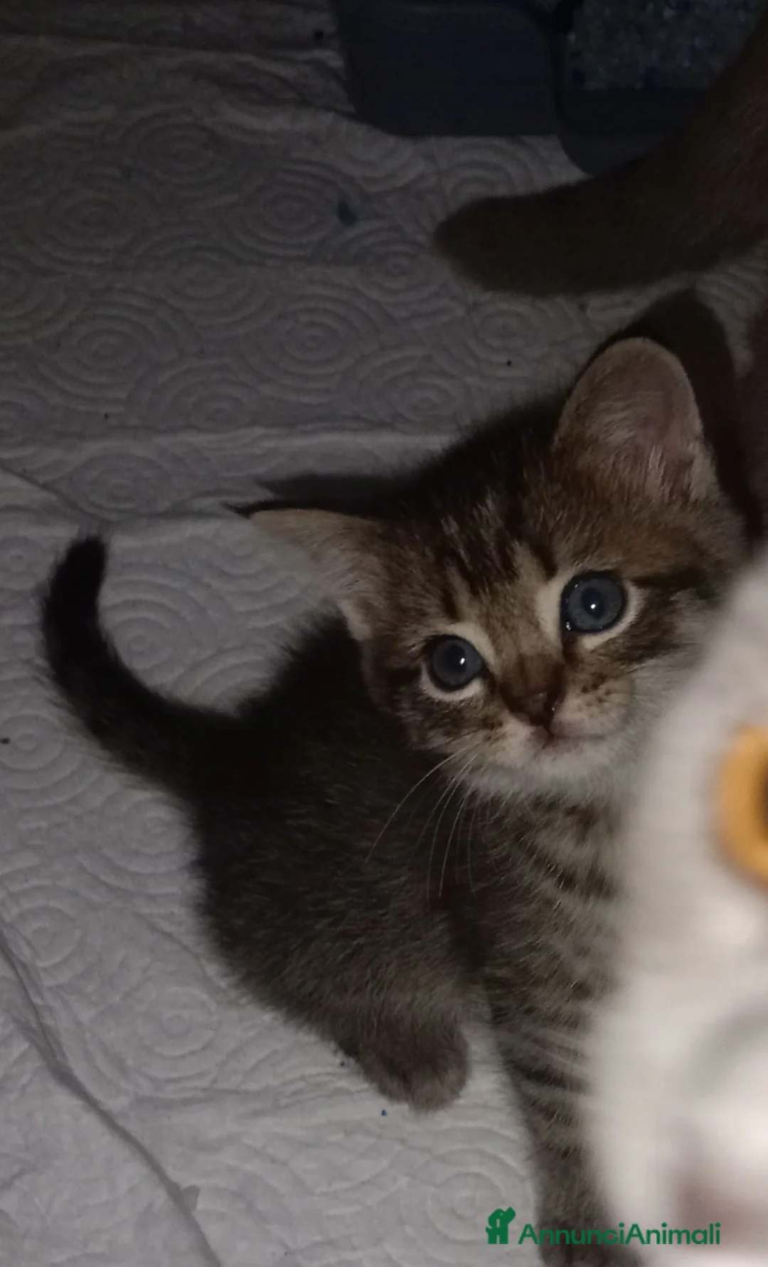 Scottish gatti in vendita: Cuccioli scottish/Maine coon - Annuncio 2