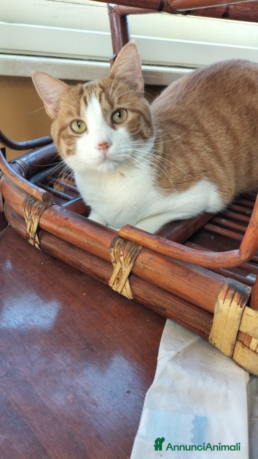 Meticcio gatti in regalo: Gerfild e Greta  - Annuncio 8