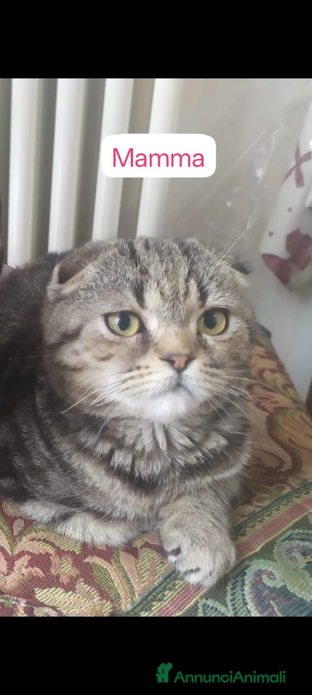 Scottish gatti in vendita: Gatti schottish  - Annuncio 2