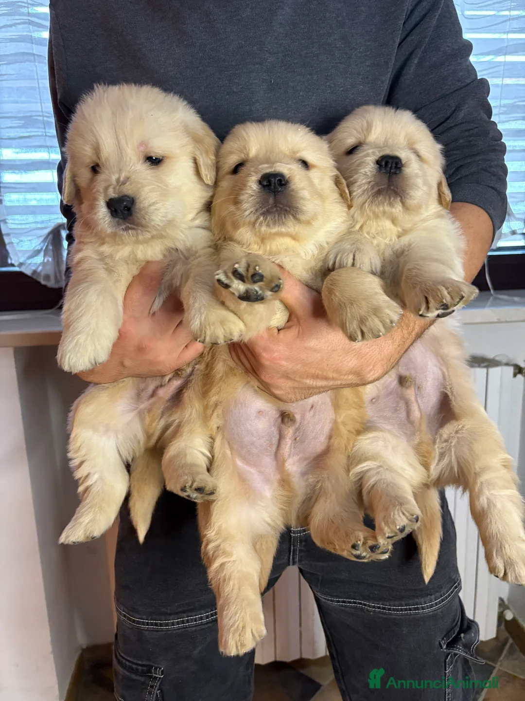 Golden Retriever cani in vendita: Golden retriever  - Annuncio 7