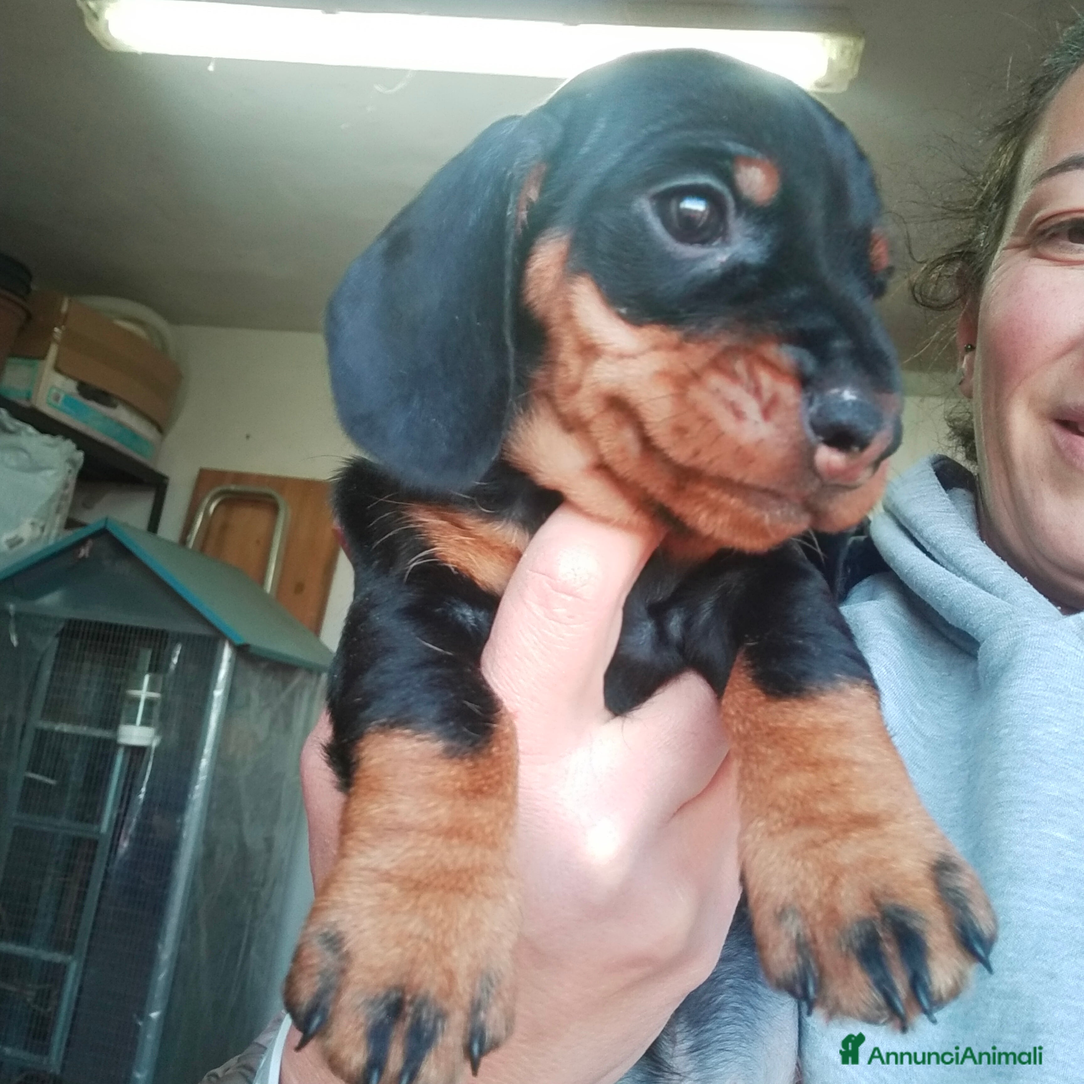 Bassotto cani Bassotto tedesco a pelo duro  - Annuncio 2