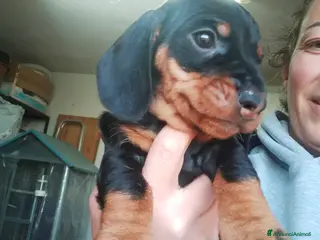 Bassotto cani Bassotto tedesco a pelo duro - Annuncio 1