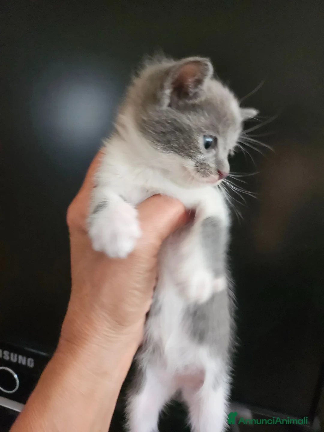Meticcio gatti in vendita: Gattino  - Annuncio 2