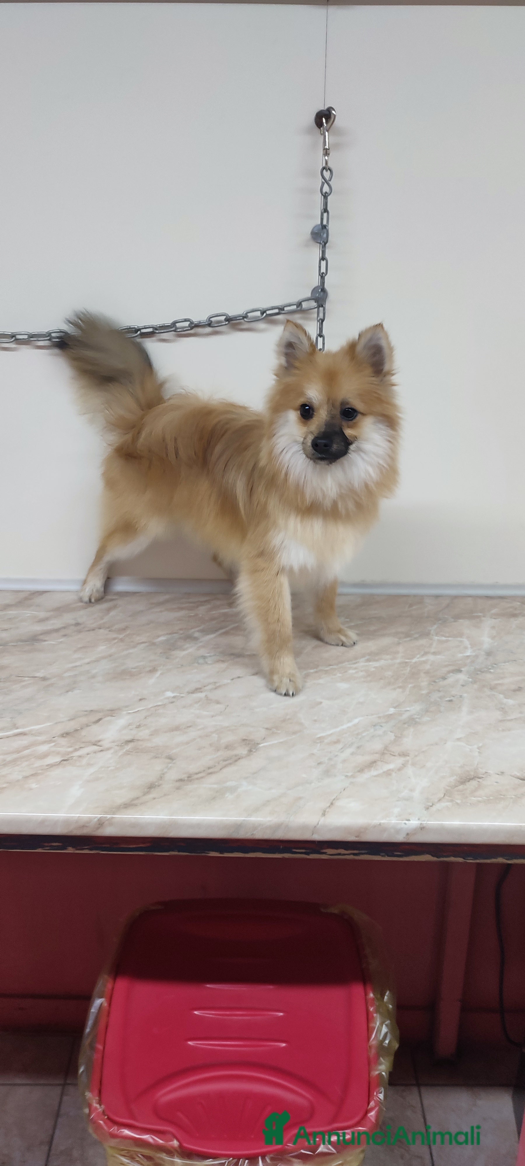 Spitz cani SPITZ TEDESCO PICCOLO Cucciolone recupero spese - Annuncio 5