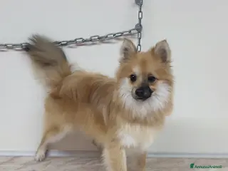 Spitz cani SPITZ TEDESCO PICCOLO Cucciolone recupero spese - Annuncio 5