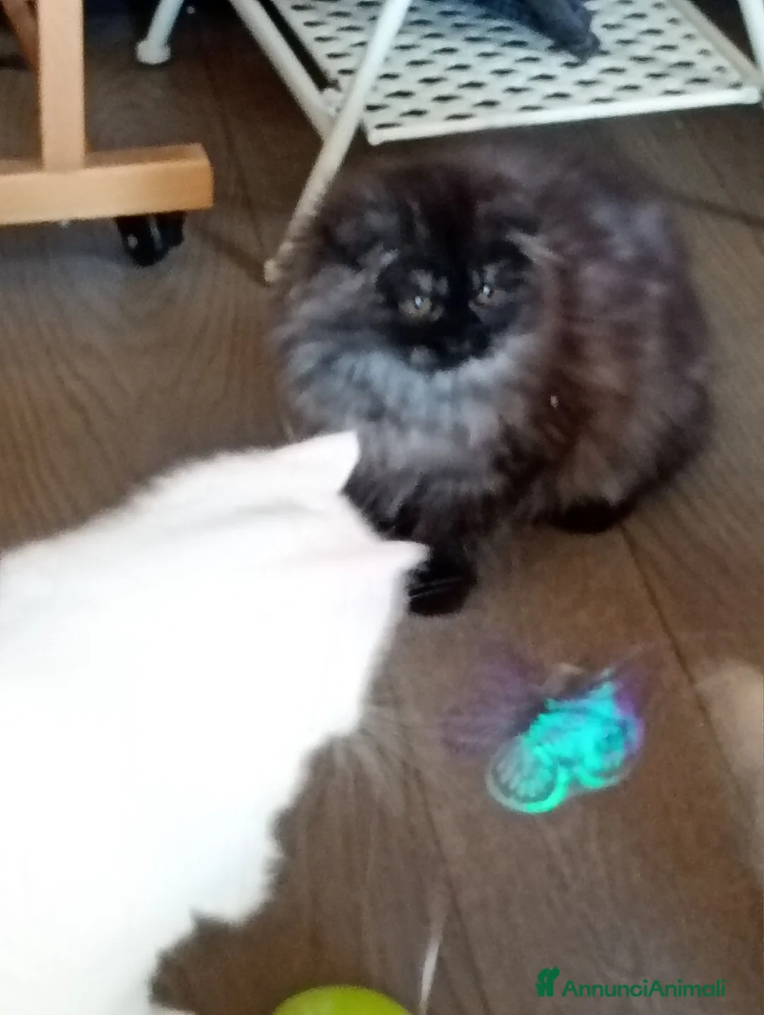 Scottish gatti in vendita: Gattina Scottish longhair  - Annuncio 2