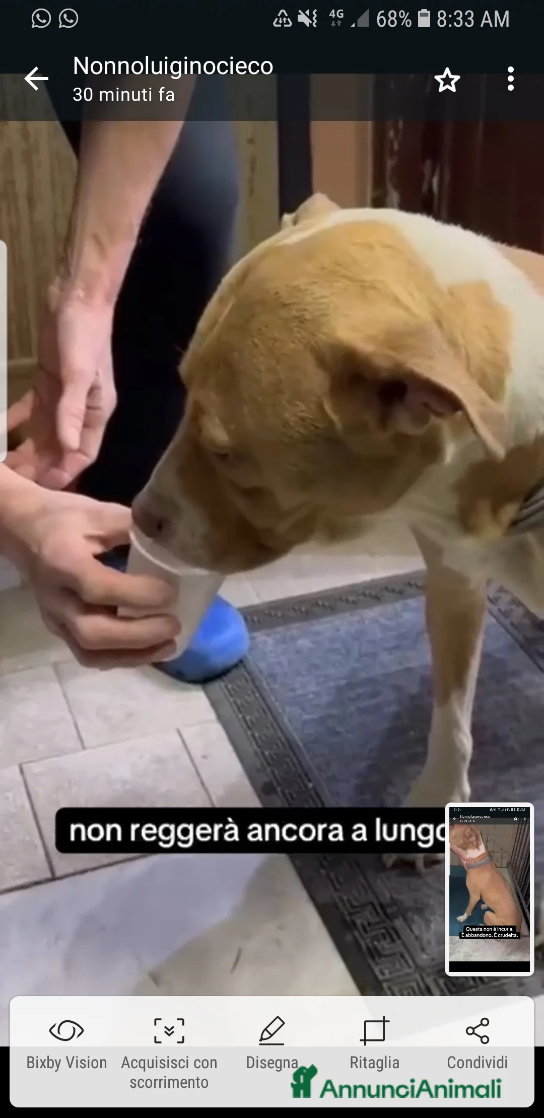 Meticcio cani in regalo: ADOZ.DEL CUORE:la più ORRENDA delle storie che ho! - Annuncio 5