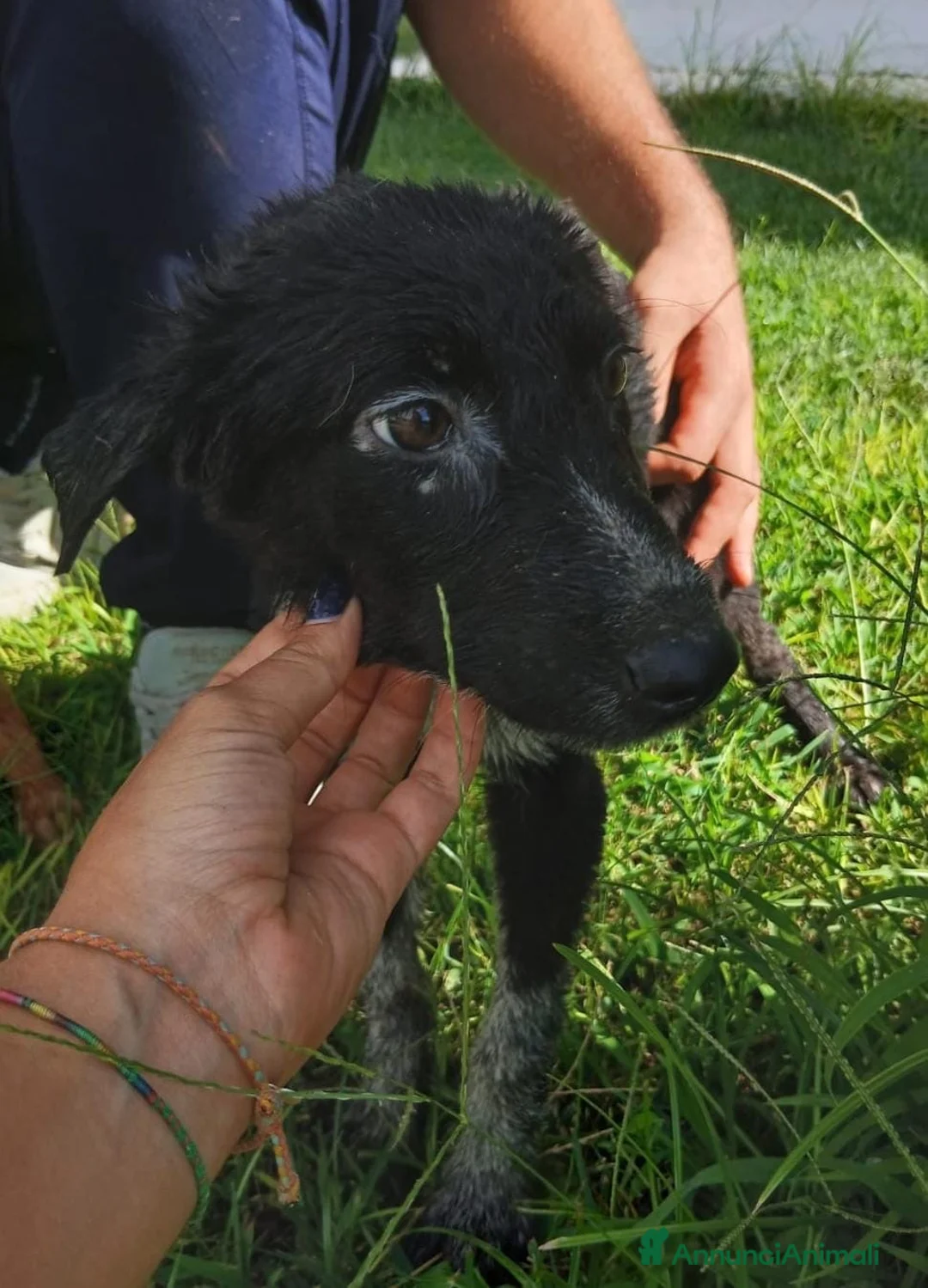 Meticcio cani in regalo:     CORNELIA 🩷 CALZINI BIANCHI, CUORE GRANDE a Provincia di Brescia - Annuncio 2