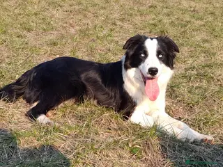 Border Collie cani Cucciolone Border Collie linea da lavoro - Annuncio 6