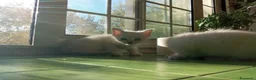 Ragdoll gatti in regalo: Regalo 2 gattine incrocio di Ragdoll - Annuncio 12