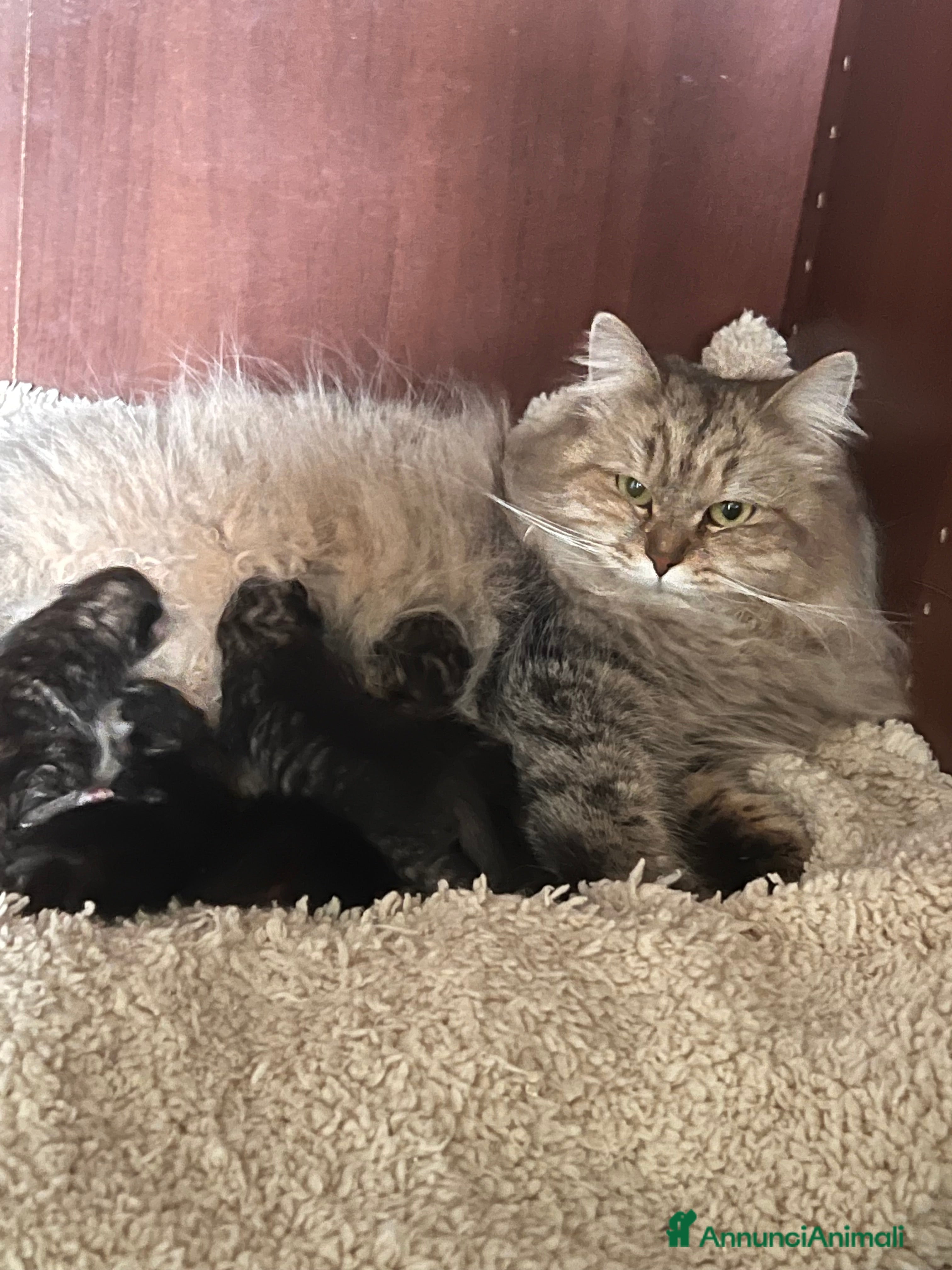 Siberiano gatti Gattini disponibili alla prenotazione  - Annuncio 38